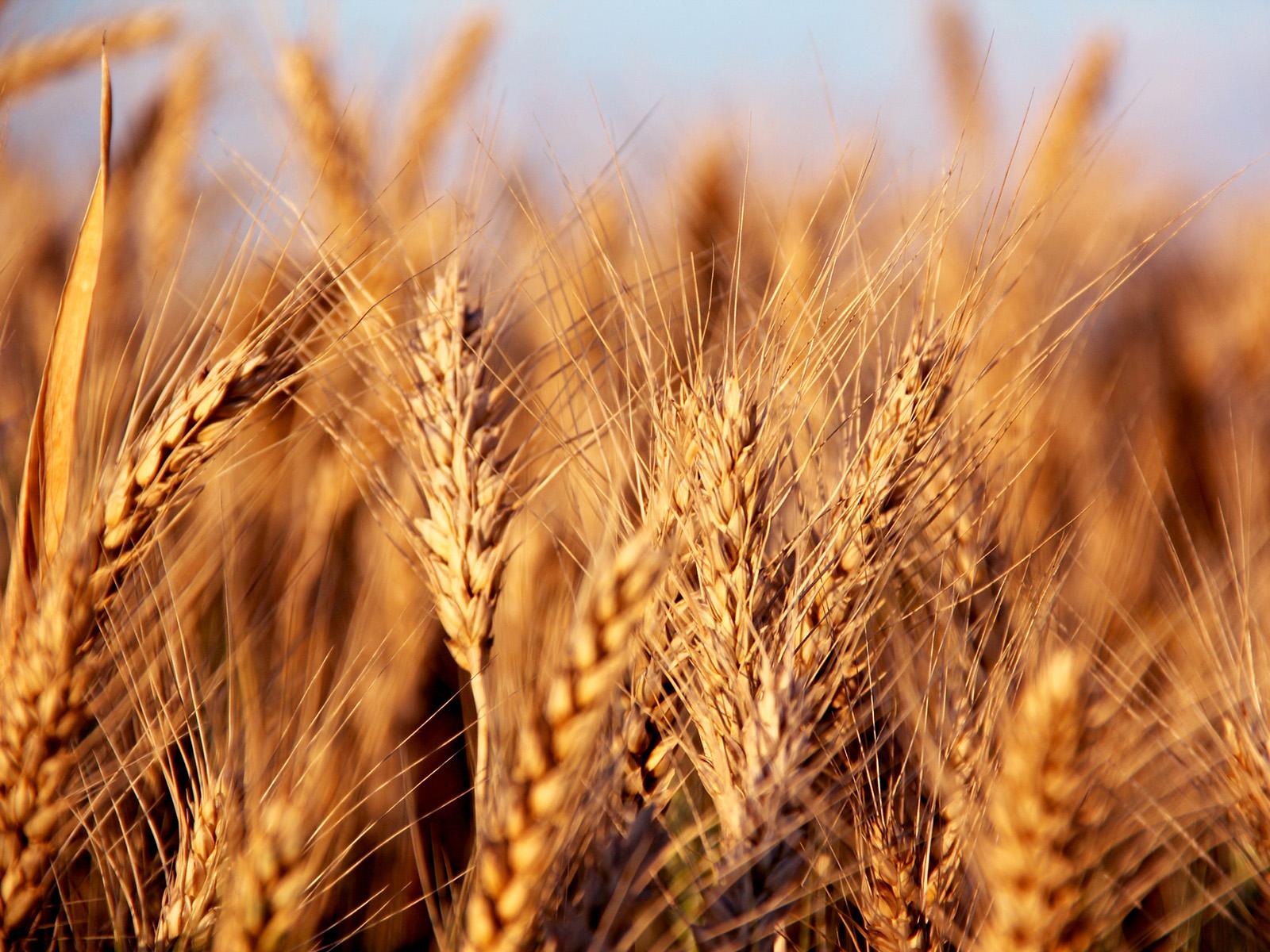 A close-up view of a field of wheat where the crop is dense, glowing golden in colour in the sunlight.