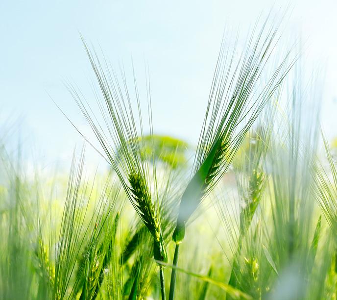 A blade of barley is featured in a large field. The barley plant is vibrant green.