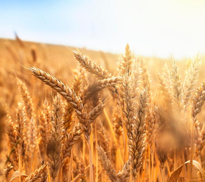 A close-up view of a field of wheat where the crop is dense, glowing golden in colour in the sunlight.